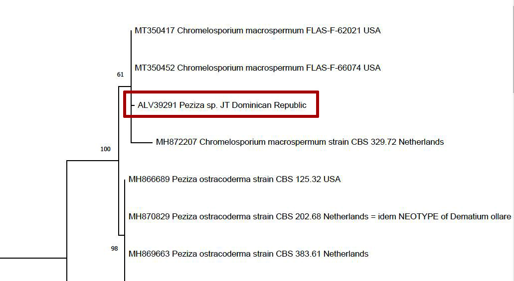 Árbol Filogenético